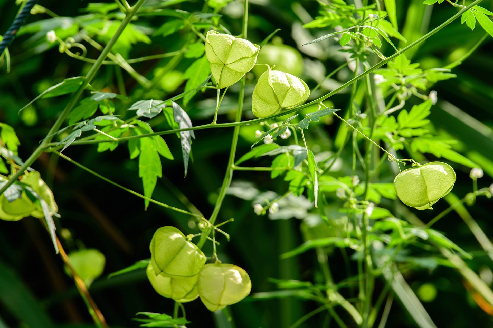 Klimplanten