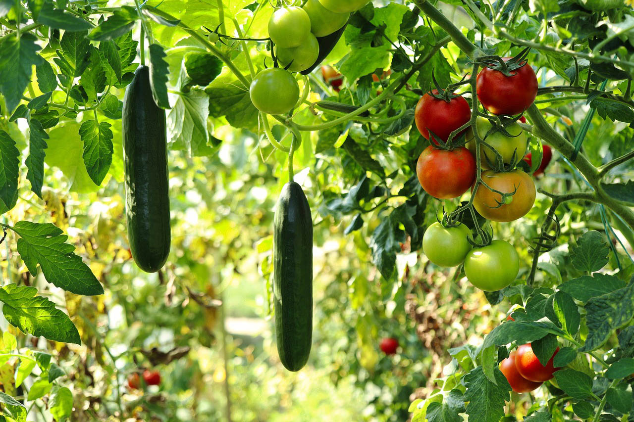 Tomatillo
