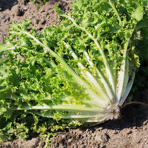 Krulandijvie - Wallonne