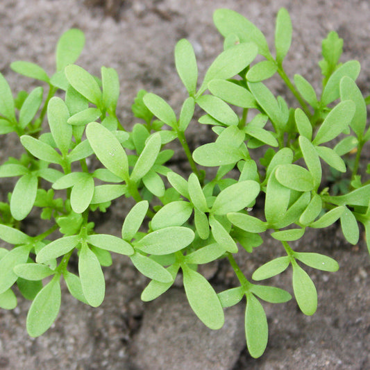 Tuinkers Cressida