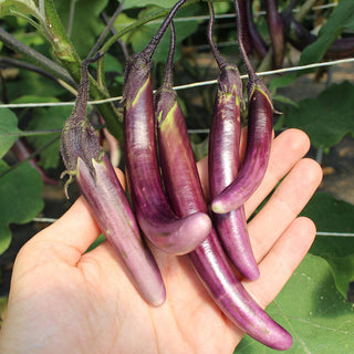 Aubergine Little Brinjal