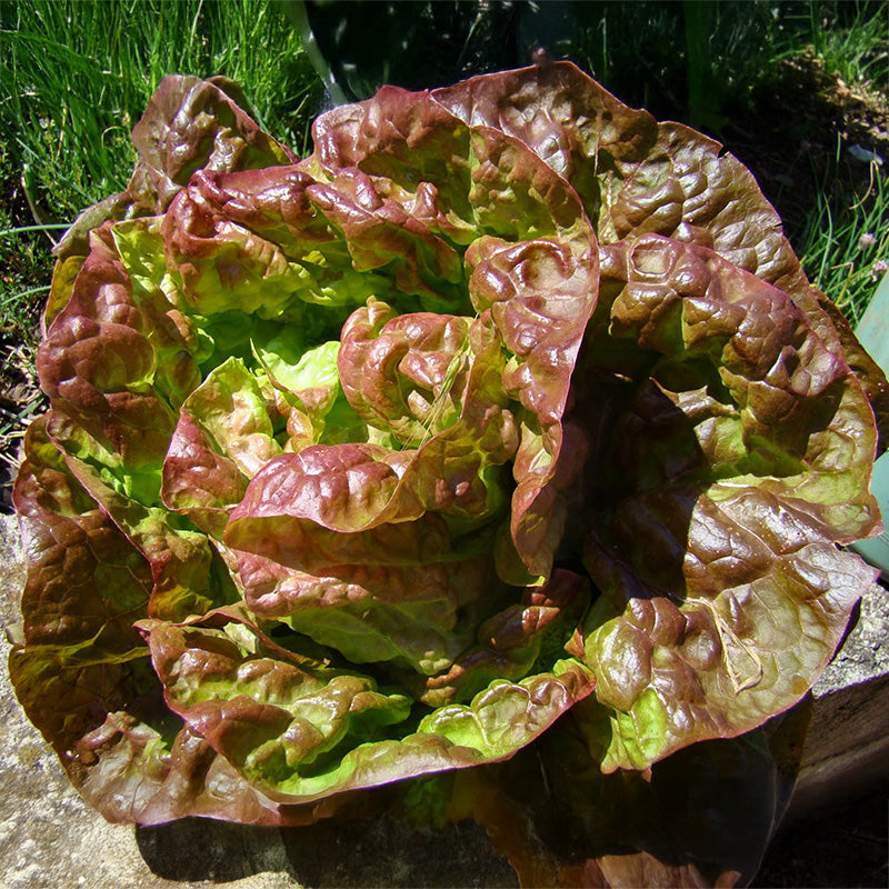 Kopfsalat - Wunder der Vier Jahreszeiten