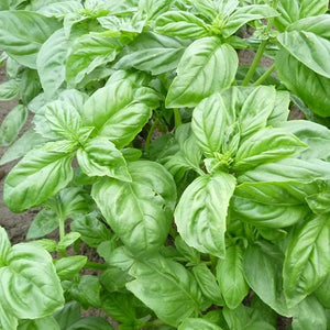 Basilicum Genovese