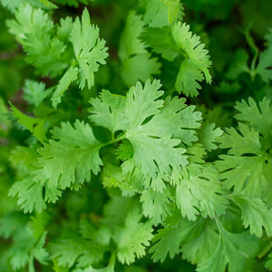 Koriander - Green Bush