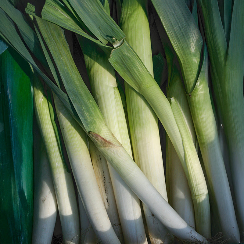 Porree - Blauwgroene Winter