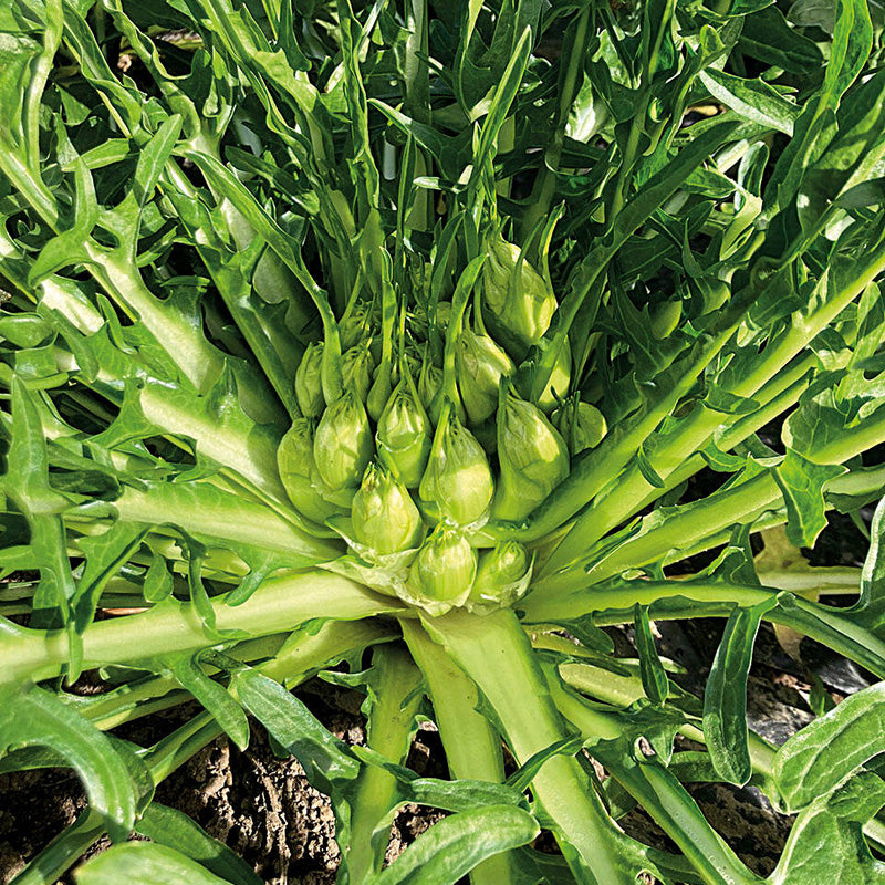 Kapucijnerbaard-Catalogna Puntarelle di Galatina/ Medusa