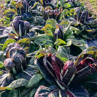 Radicchio - Rossa di Treviso precoce/Lava