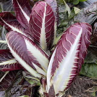 Radicchio  Rossa di Treviso precoce / Lava