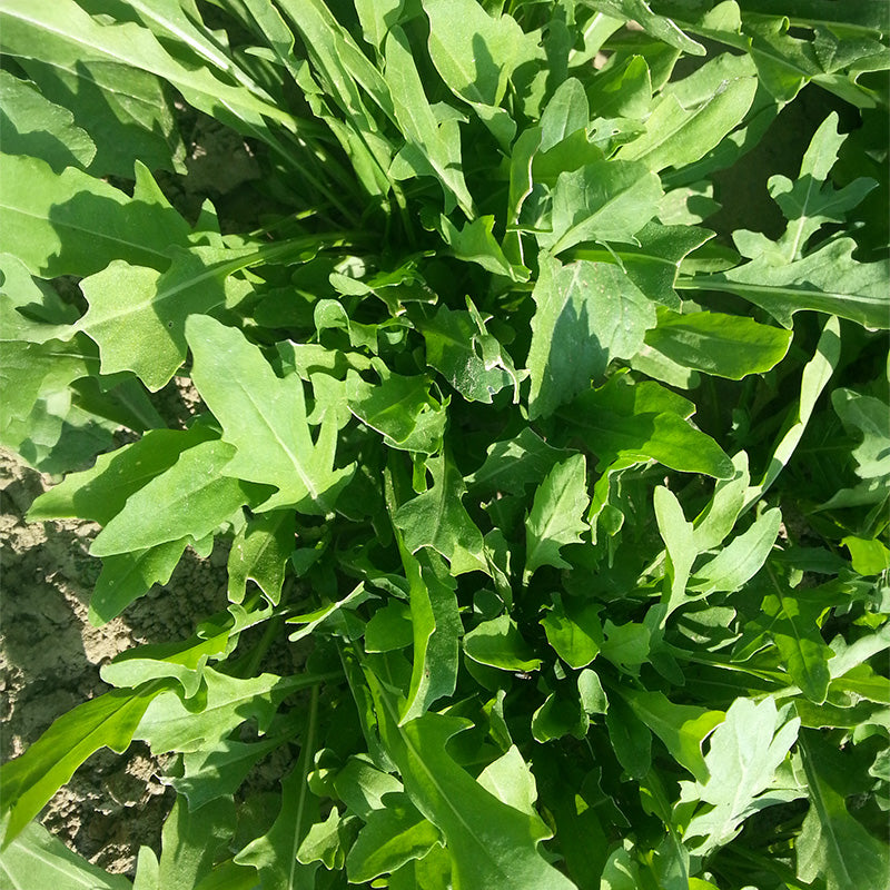 Wilder Rucola - Sylvetta