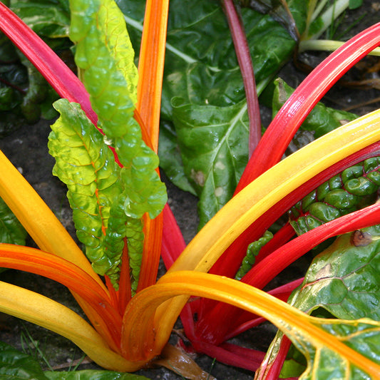 Snijbiet - Fireworks