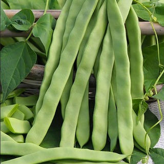 Stoksnijboon - Helda