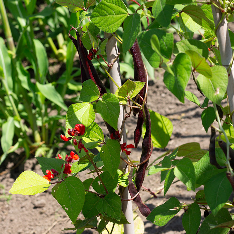 Knight Jansen Prunkbohne | Black Knight | Phaseolus coccineus | Jansen Samen