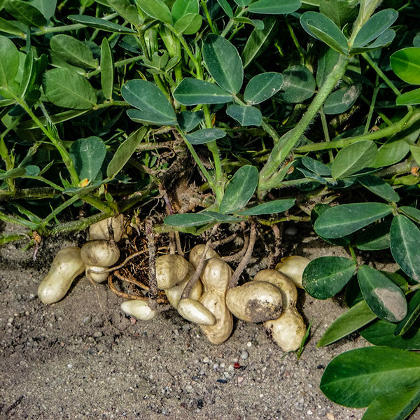 Erdnuss | Arachis hypogea