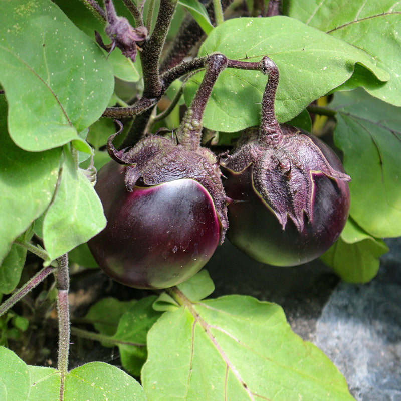 Aubergine  Kono