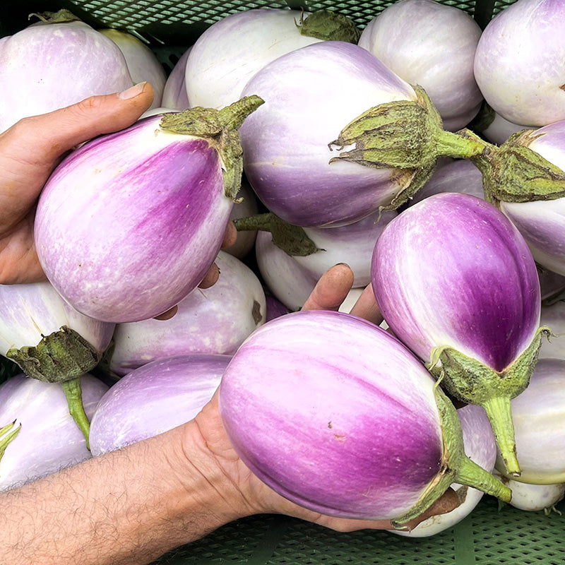 Aubergine Rotonda bianca sfumata di rosa