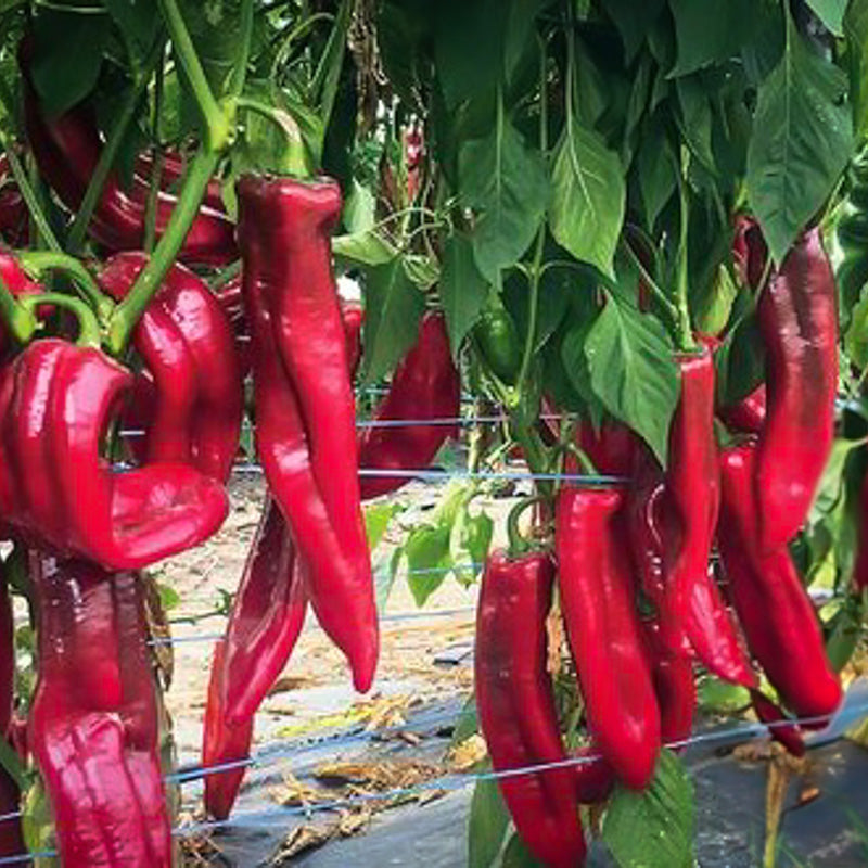 Paprika - Roviga