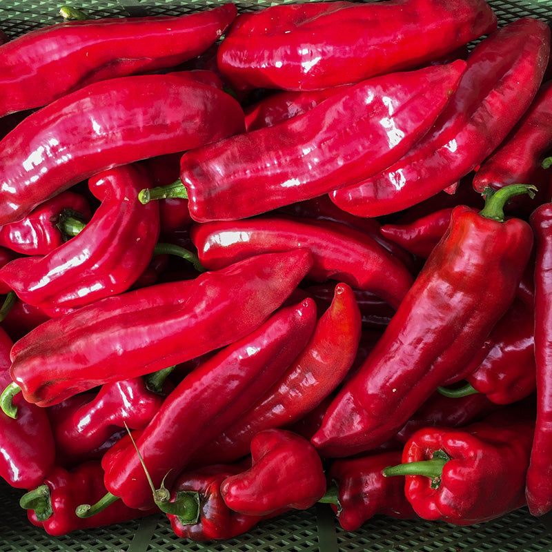 Paprika - Roviga