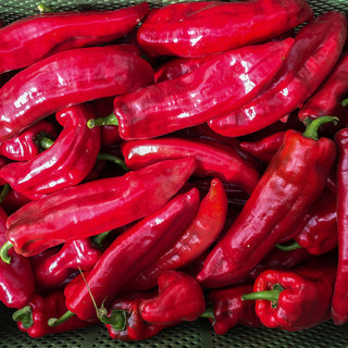 Paprika - Roviga