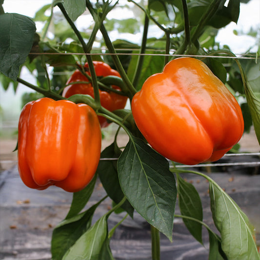 Paprika - Cubo