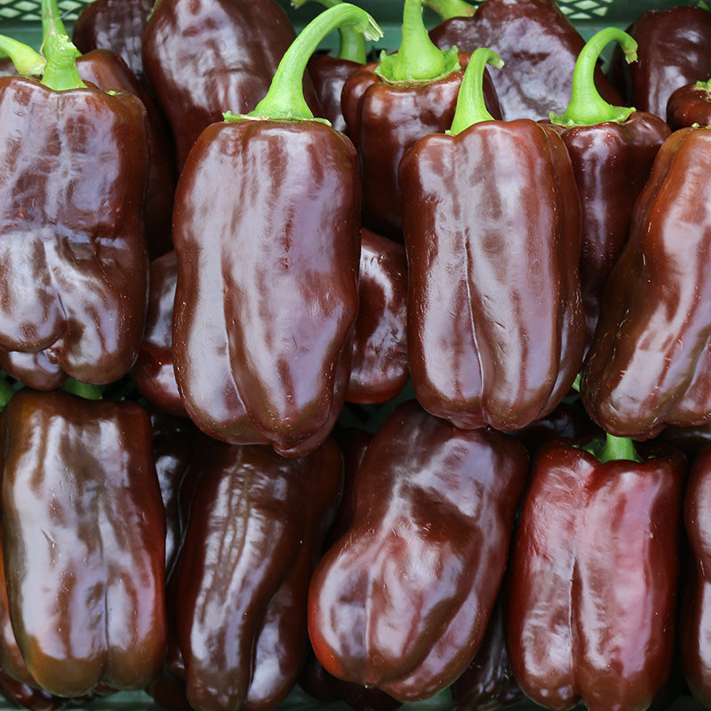 Paprika - Sweet Chocolate