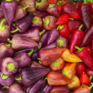 Paprika  Palila