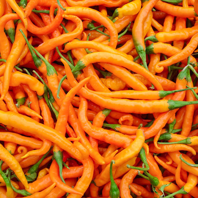 Peper  Turuncu Spiral