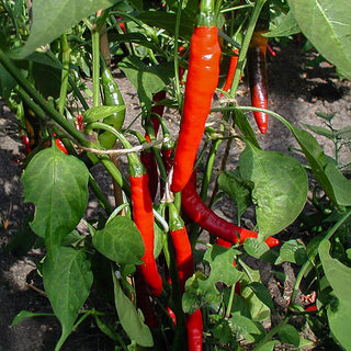 Chili - Westlandse Lange Rode