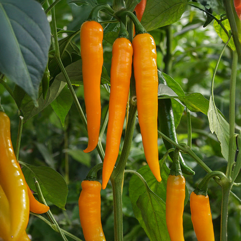 Chili - Koh Tao