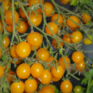 Kirschtomate - Yellow Clemetine