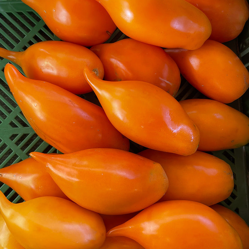 Tomate - Buratino