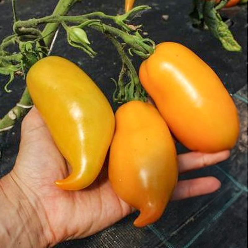 Tomate - Buratino