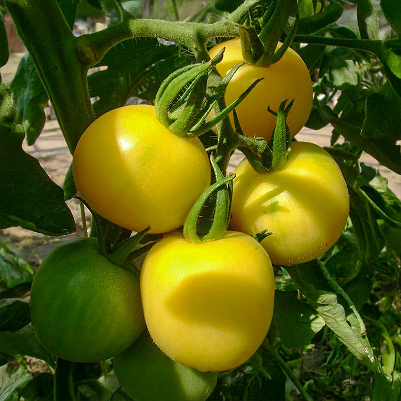 Tomate - Mirabelle Blanche