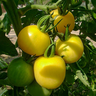 Tomate - Mirabelle Blanche