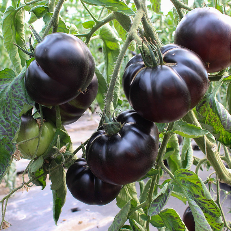 Fleischtomate - Black Beauty