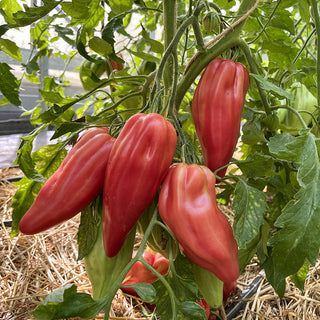 Fleischtomate - Fiammante