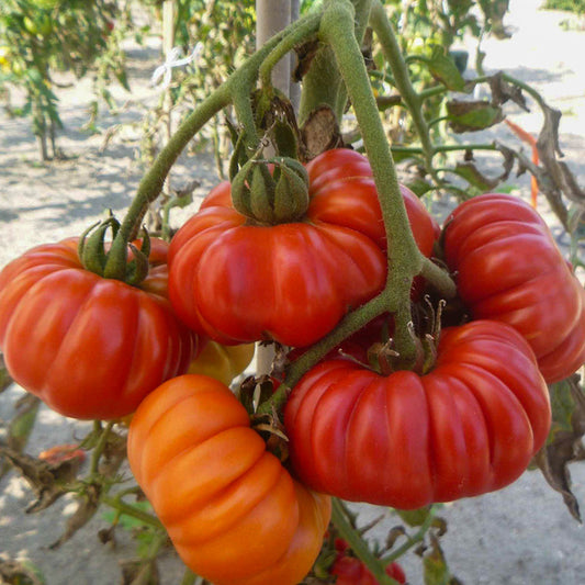 Vleestomaat - Costoluto Fiorentino