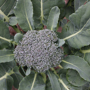 Broccoli - Groene Calabrese
