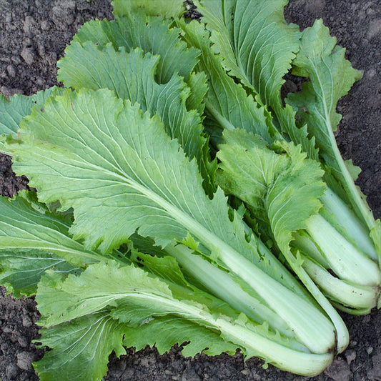 Chinakohl - Granaat