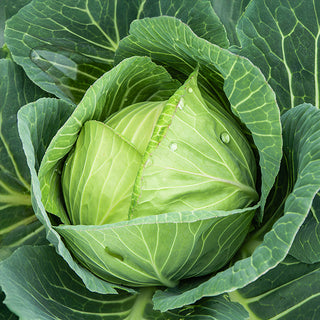 Weißkohl - Langedijker Bewaar