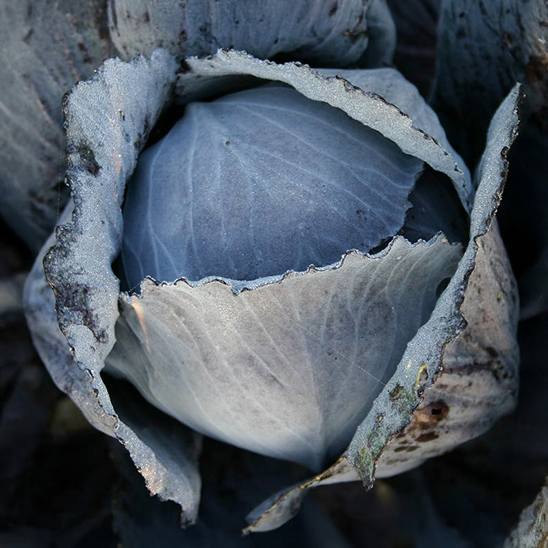 Rotkohl  Langedijker Bewaar 2