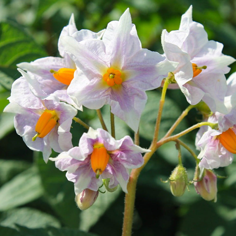 Bloesem  Pootaardappel Dunastar