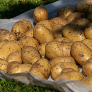 Pootaardappel Eersteling