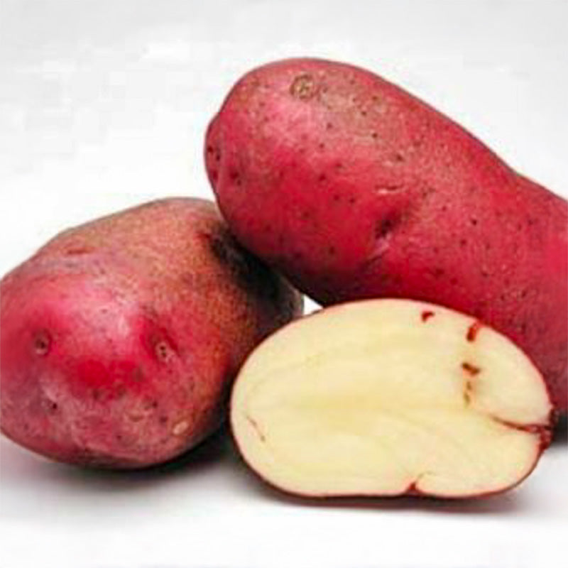 Pootaardappel Rode Eersteling