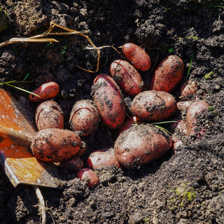 Pootaardappel Rode Eersteling