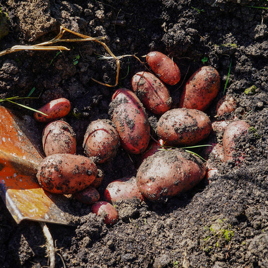 Pootaardappel Rode Eersteling