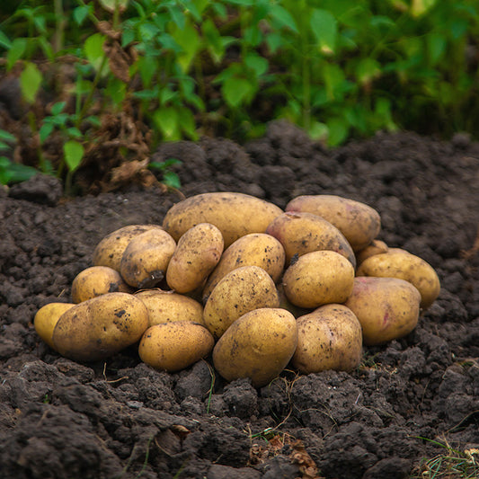 Pootaardappel Frieslander
