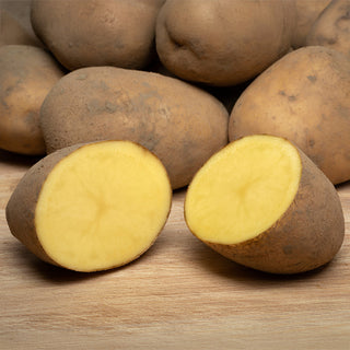 Pootaardappel Bintje