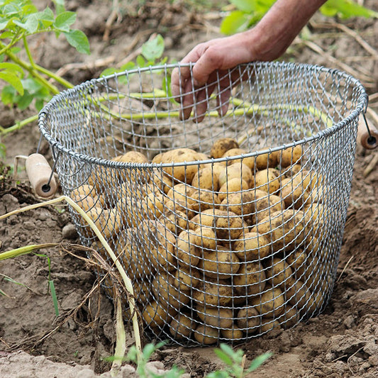 Pootaardappel Première