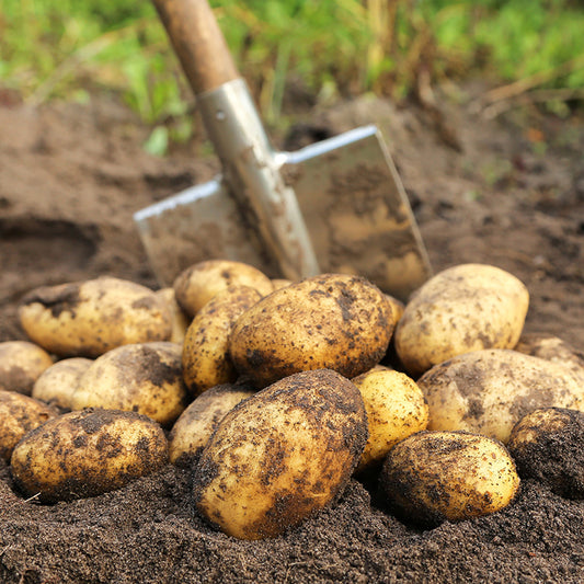 Pootaardappel Vitabella Bio