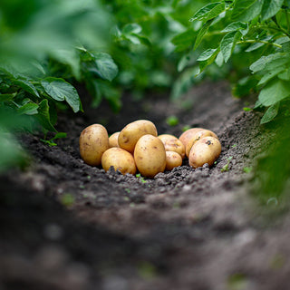 Pootaardappel Nicola Biologisch